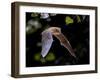 Flying Pipistrelle Bat (Pipistrellus Pipistrellus) Action Shot of Hunting Animal in Natural Forest-Rudmer Zwerver-Framed Photographic Print