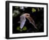 Flying Pipistrelle Bat (Pipistrellus Pipistrellus) Action Shot of Hunting Animal in Natural Forest-Rudmer Zwerver-Framed Photographic Print