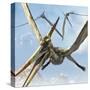 Flying Pterodactyls Searching for Food-Stocktrek Images-Stretched Canvas