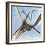 Flying Pterodactyls Searching for Food-Stocktrek Images-Framed Art Print