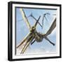 Flying Pterodactyls Searching for Food-Stocktrek Images-Framed Art Print