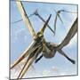 Flying Pterodactyls Searching for Food-Stocktrek Images-Mounted Art Print