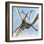 Flying Pterodactyls Searching for Food-Stocktrek Images-Framed Art Print