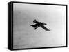 Flying Puffin-null-Framed Stretched Canvas