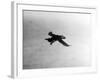 Flying Puffin-null-Framed Photographic Print