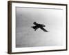 Flying Puffin-null-Framed Photographic Print