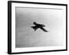 Flying Puffin-null-Framed Photographic Print