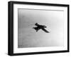 Flying Puffin-null-Framed Photographic Print