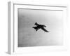 Flying Puffin-null-Framed Photographic Print