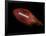 Flying Rugby Ball Isolated on Black.-Kesu01-Framed Photographic Print