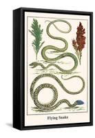 Flying Snake-Albertus Seba-Framed Stretched Canvas
