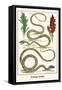 Flying Snake-Albertus Seba-Framed Stretched Canvas