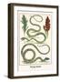 Flying Snake-Albertus Seba-Framed Art Print