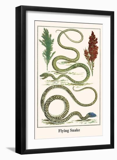 Flying Snake-Albertus Seba-Framed Art Print