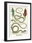 Flying Snake-Albertus Seba-Framed Art Print