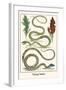 Flying Snake-Albertus Seba-Framed Art Print