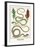 Flying Snake-Albertus Seba-Framed Art Print