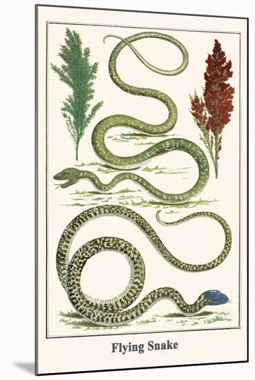 Flying Snake-Albertus Seba-Mounted Art Print