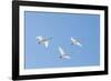 Flying South-Peter Lilja-Framed Giclee Print