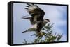 Flying Southern Crested Caracara. Torres Del Paine NP. Chile-Tom Norring-Framed Stretched Canvas