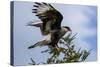 Flying Southern Crested Caracara. Torres Del Paine NP. Chile-Tom Norring-Stretched Canvas