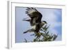 Flying Southern Crested Caracara. Torres Del Paine NP. Chile-Tom Norring-Framed Photographic Print