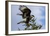 Flying Southern Crested Caracara. Torres Del Paine NP. Chile-Tom Norring-Framed Photographic Print