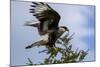 Flying Southern Crested Caracara. Torres Del Paine NP. Chile-Tom Norring-Mounted Photographic Print