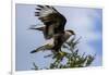 Flying Southern Crested Caracara. Torres Del Paine NP. Chile-Tom Norring-Framed Photographic Print