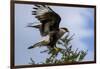 Flying Southern Crested Caracara. Torres Del Paine NP. Chile-Tom Norring-Framed Photographic Print