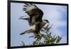 Flying Southern Crested Caracara. Torres Del Paine NP. Chile-Tom Norring-Framed Photographic Print