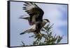 Flying Southern Crested Caracara. Torres Del Paine NP. Chile-Tom Norring-Framed Stretched Canvas