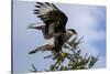 Flying Southern Crested Caracara. Torres Del Paine NP. Chile-Tom Norring-Stretched Canvas