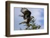 Flying Southern Crested Caracara. Torres Del Paine NP. Chile-Tom Norring-Framed Photographic Print