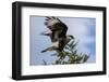 Flying Southern Crested Caracara. Torres Del Paine NP. Chile-Tom Norring-Framed Photographic Print