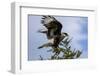 Flying Southern Crested Caracara. Torres Del Paine NP. Chile-Tom Norring-Framed Photographic Print