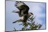 Flying Southern Crested Caracara. Torres Del Paine NP. Chile-Tom Norring-Mounted Photographic Print