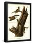 Flying Squirrel-null-Framed Poster