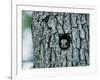 Flying Squirrel-null-Framed Photographic Print