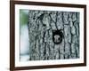 Flying Squirrel-null-Framed Photographic Print