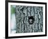 Flying Squirrel-null-Framed Photographic Print