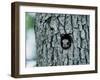 Flying Squirrel-null-Framed Photographic Print