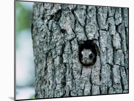 Flying Squirrel-null-Mounted Photographic Print