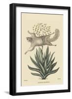 Flying Squirrel-Mark Catesby-Framed Art Print