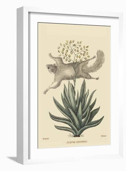 Flying Squirrel-Mark Catesby-Framed Art Print