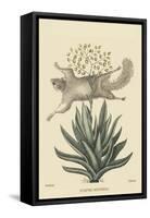 Flying Squirrel-Mark Catesby-Framed Stretched Canvas