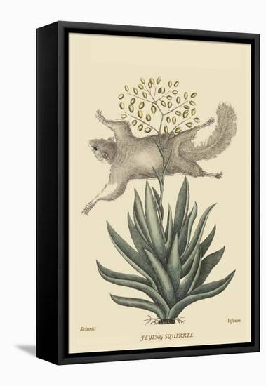 Flying Squirrel-Mark Catesby-Framed Stretched Canvas
