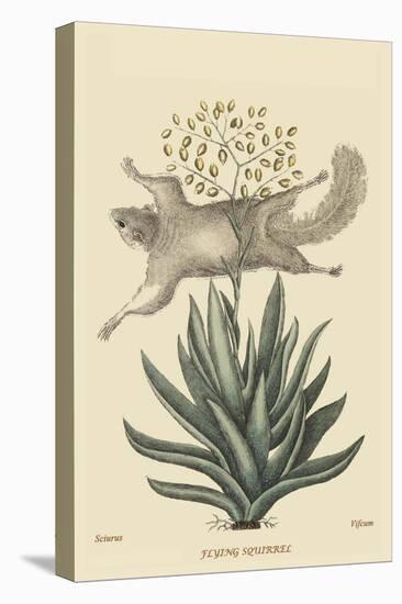 Flying Squirrel-Mark Catesby-Stretched Canvas