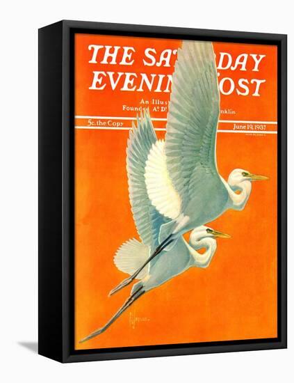 "Flying Storks," Saturday Evening Post Cover, June 19, 1937-Francis Lee Jaques-Framed Stretched Canvas