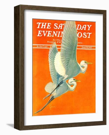 "Flying Storks," Saturday Evening Post Cover, June 19, 1937-Francis Lee Jaques-Framed Giclee Print